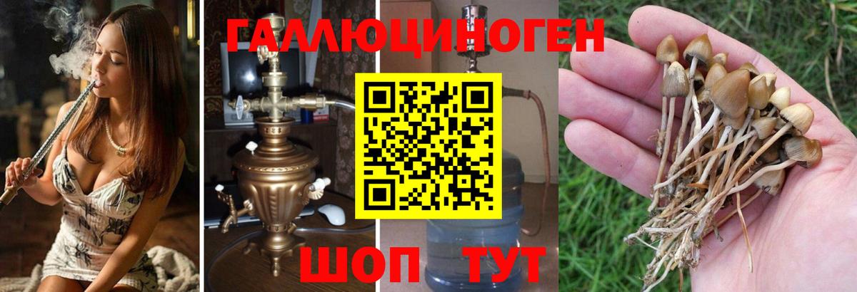 цена   Псилоцибиновые грибы Magic Shrooms  Псилоцибиновые грибы прущие грибы  Вход с VPN  Приморско-Ахтарск 